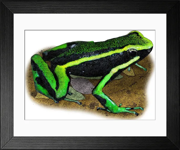 Framed Print : Three Striped Poison Dart Frog Framed Print : Three Striped Poison Dart Frog