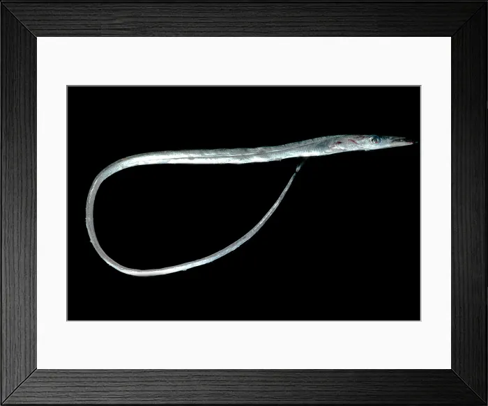 Framed Print : Simony's Frostfish (Benthodesmus simonyi) Framed Print : Simony's Frostfish (Benthodesmus simonyi)
