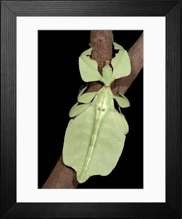 Framed Print : Leaf Insect Framed Print : Leaf Insect