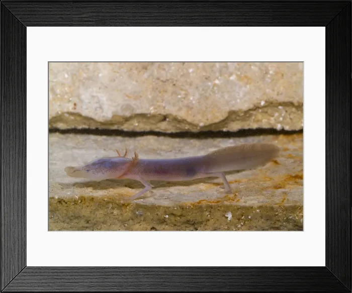 Framed Print : Texas Blind Salamander Framed Print : Texas Blind Salamander