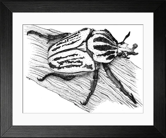 Framed Print : Goliath Beetle Framed Print : Goliath Beetle
