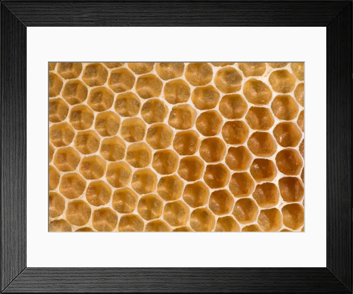 Framed Print : Honeycomb. A section of newly made honeycomb from a beehive