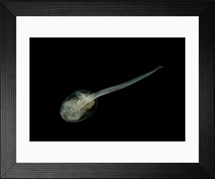 Framed Print : Anotheca spinosa tadpole Framed Print : Anotheca spinosa tadpole