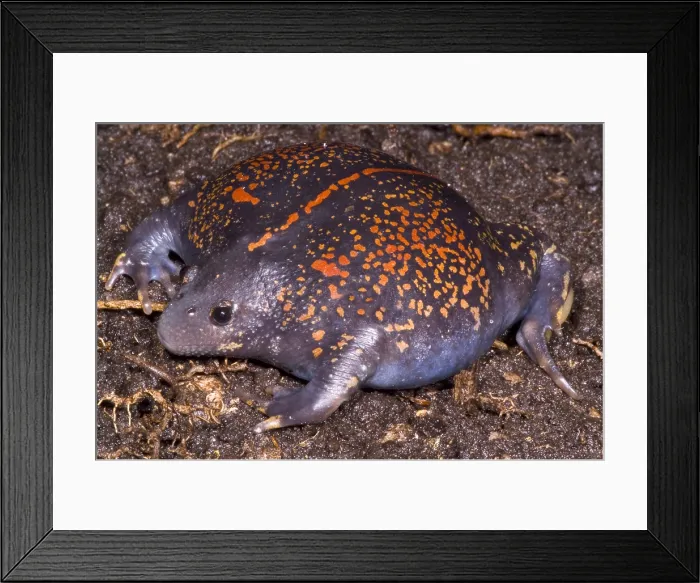 Framed Print : Mexican Burrowing Toad Framed Print : Mexican Burrowing Toad