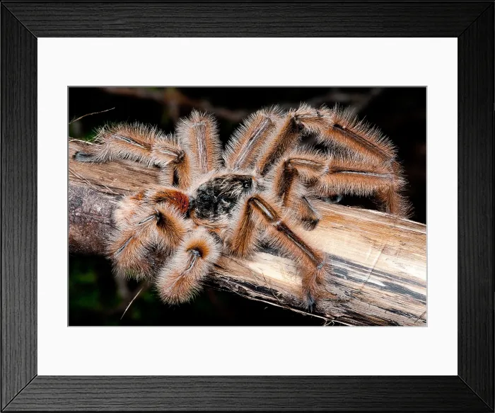 Framed Print : Chilean Hairy Tarantula