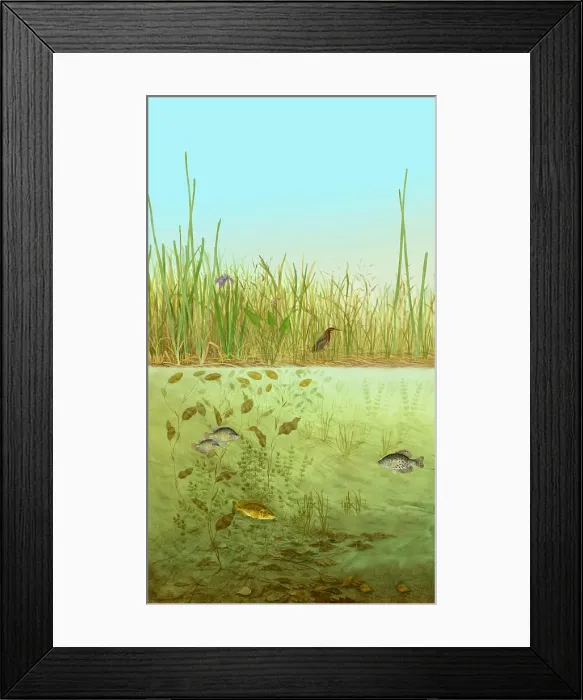 Framed Print : Marsh LIfe, Illustration Framed Print : Marsh LIfe, Illustration