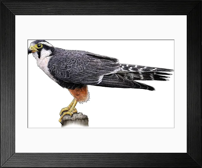 Framed Print : Aplomado falcon Framed Print : Aplomado falcon