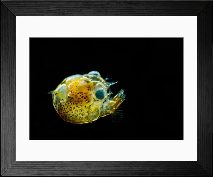 Framed Print : Pea Crab Larva (Pinnotheridae sp.)