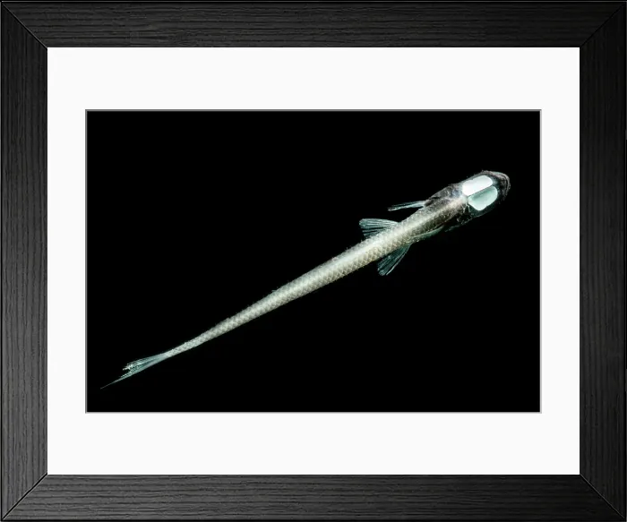 Framed Print : Murray's Grideye Fish (Ipnops murrayi) Framed Print : Murray's Grideye Fish (Ipnops murrayi)