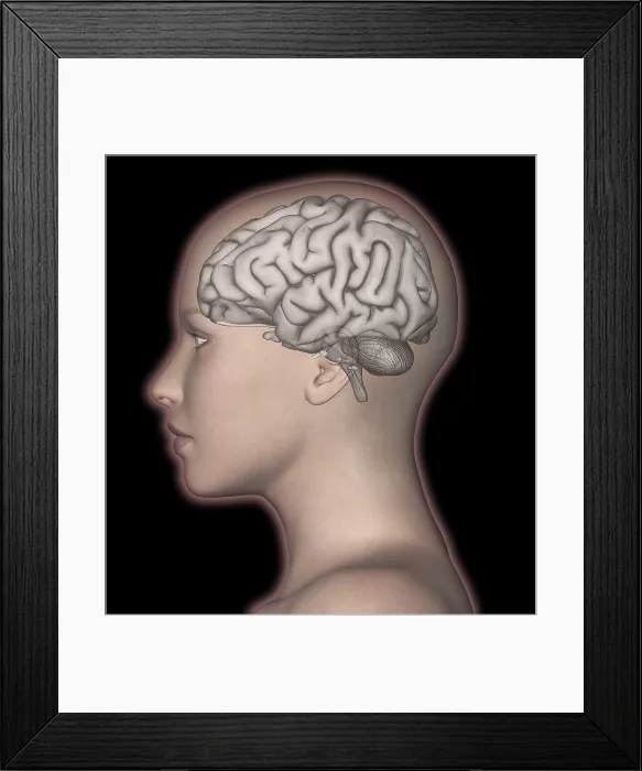 Framed Print : Brain and Woman's Head Framed Print : Brain and Woman's Head