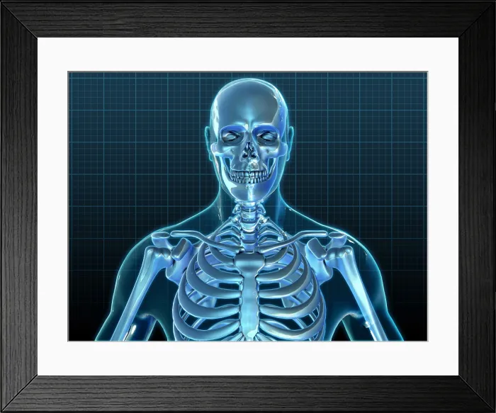 Framed Print : Human Skeleton, Artwork Framed Print : Human Skeleton, Artwork