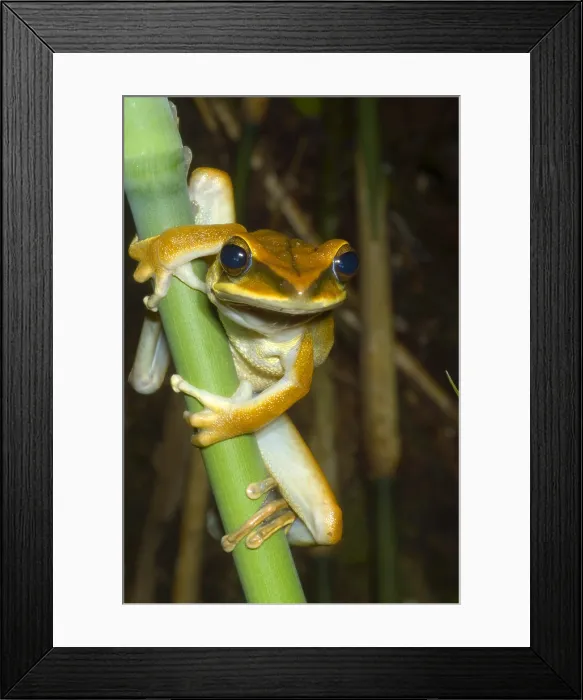 Framed Print : Large Arboreal Hylid Frog