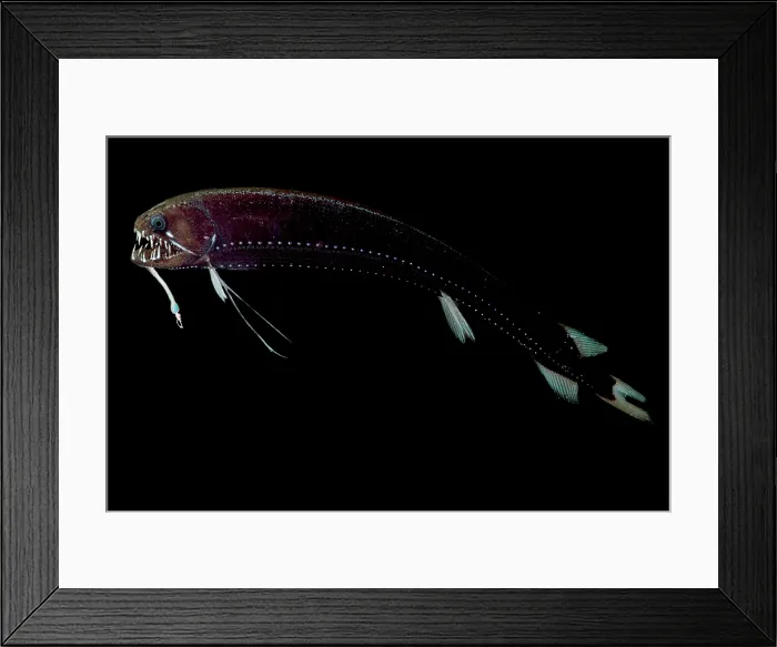 Framed Print : Threadfin Dragonfish (Echiostoma barbatum)