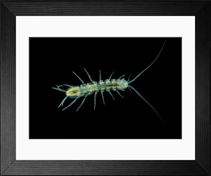 Framed Print : Groundwater Isopod, Caecidotea stiladactyla