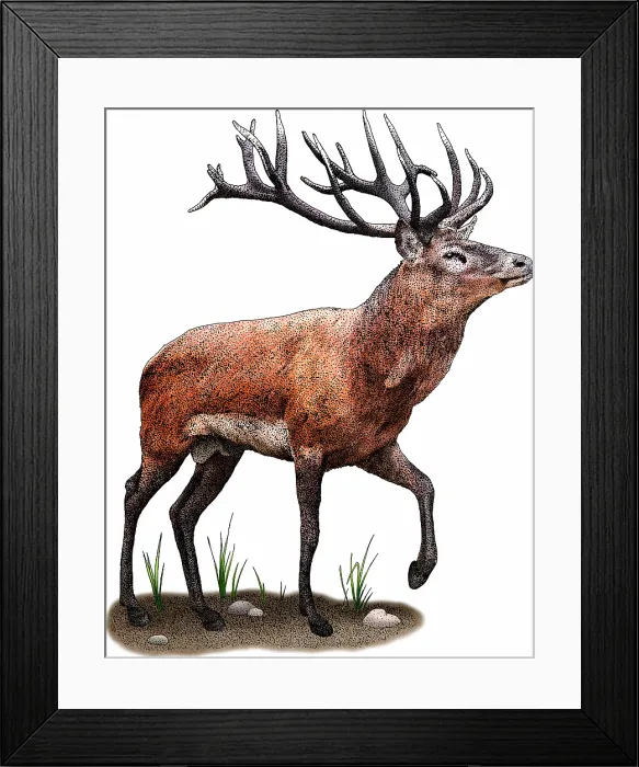 Framed Print : Red Deer. Red deer, Cervus elaphus Framed Print : Red Deer. Red deer, Cervus elaphus