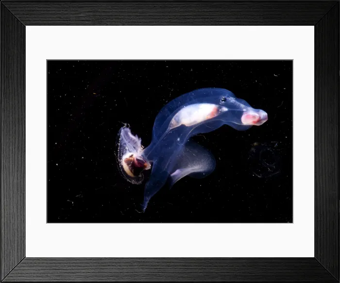 Framed Print : Carinaria Lamarcki Framed Print : Carinaria Lamarcki