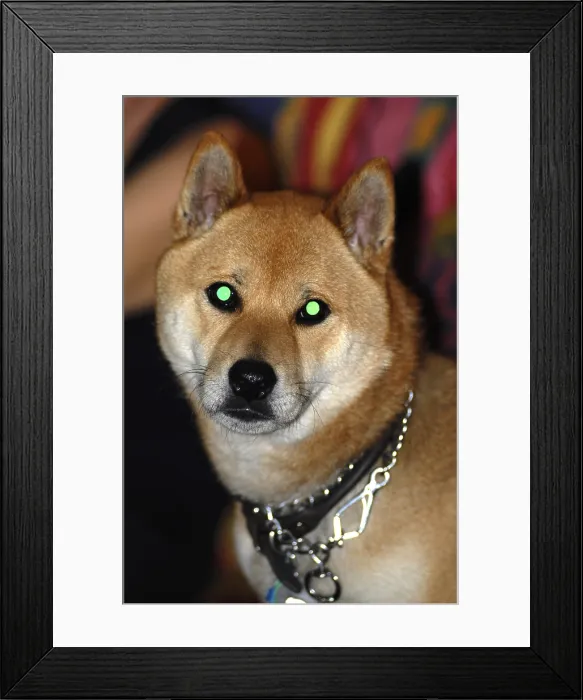 Framed Print : Dog with Eyeshine Framed Print : Dog with Eyeshine