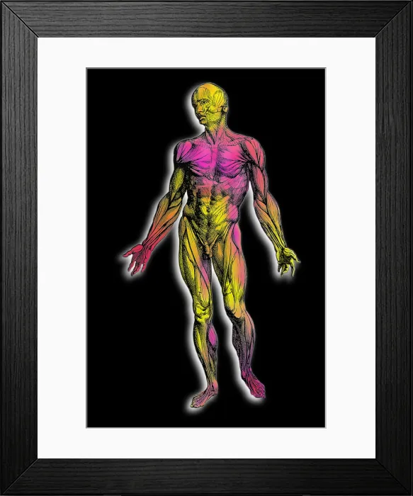 Framed Print : Human muscular system Framed Print : Human muscular system
