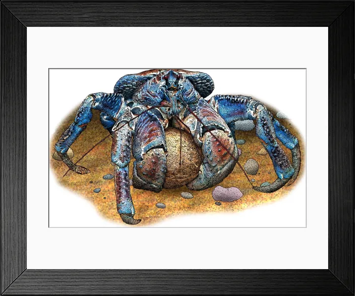 Framed Print : Coconut Crab Framed Print : Coconut Crab
