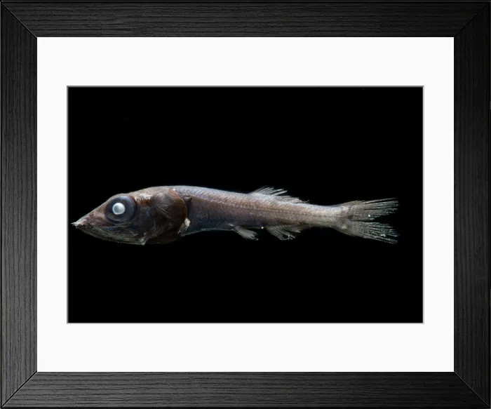 Framed Print : Tube Shoulders, Platytroctid Framed Print : Tube Shoulders, Platytroctid