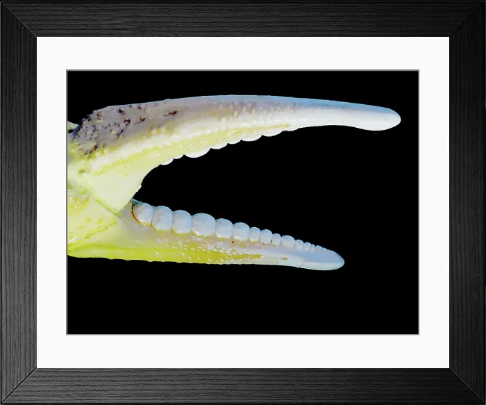 Framed Print : Japanese Spider Crab (Macrocheira kaempferi) Framed Print : Japanese Spider Crab (Macrocheira kaempferi)