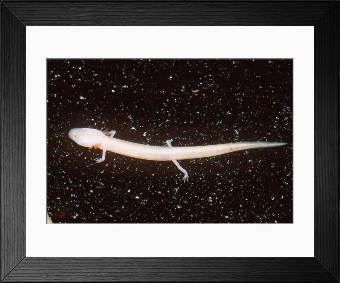 Framed Print : Honey Creek Salamander Framed Print : Honey Creek Salamander