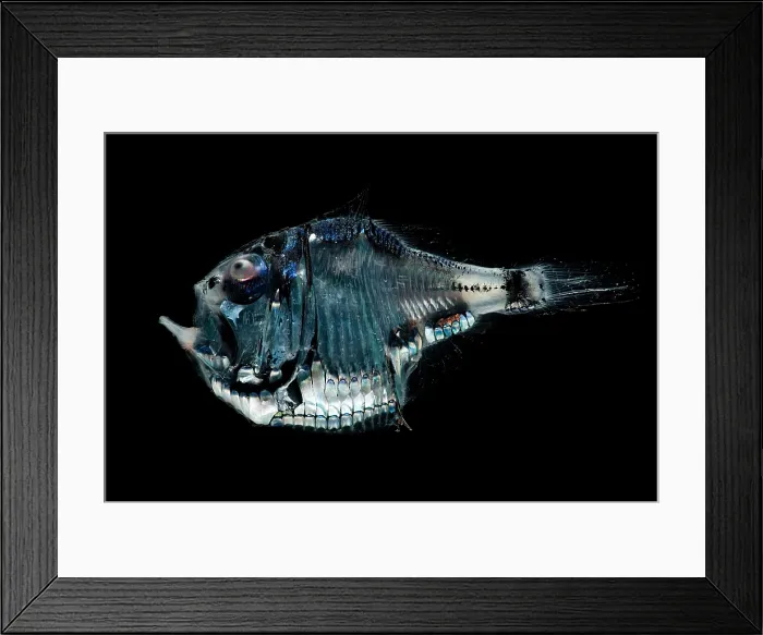 Framed Print : Tropical Hatchetfish