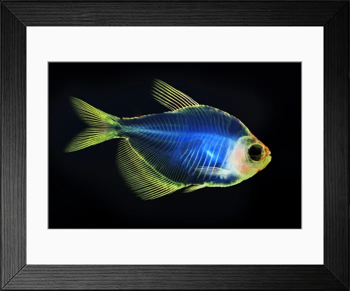 Framed Print : Fish Skeleton Framed Print : Fish Skeleton
