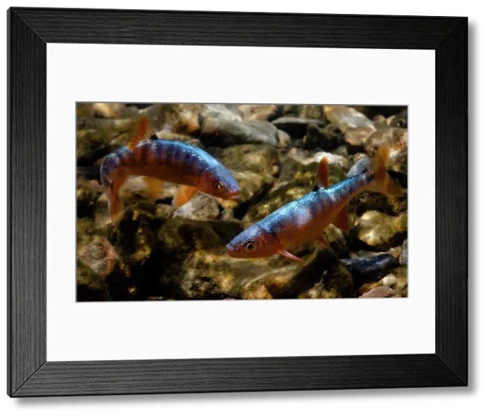 Framed Print : Male Scarlet Shiners (Lythrurus fasciolaris)
