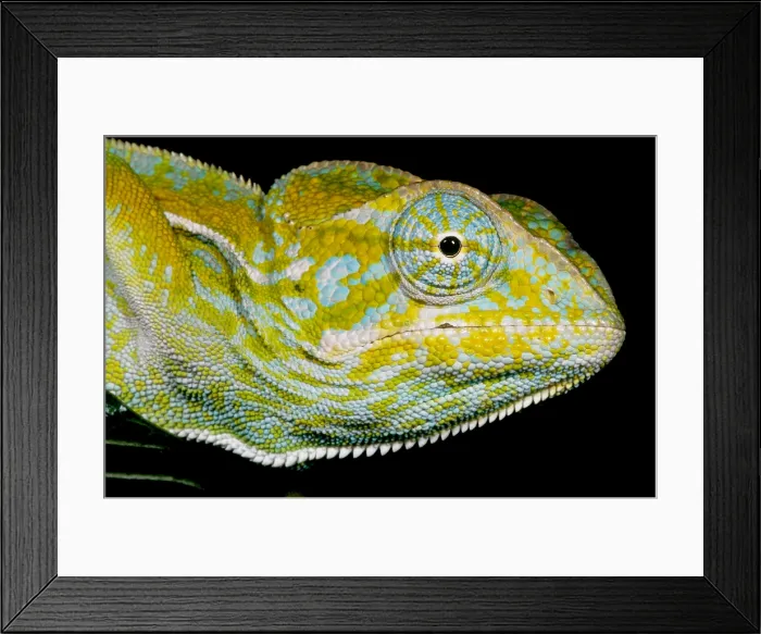 Framed Print : Carpet Chameleon Framed Print : Carpet Chameleon