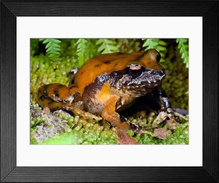 Framed Print : Rosy Ground Frog Framed Print : Rosy Ground Frog