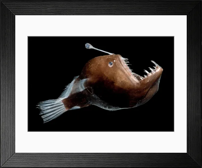 Framed Print : Johnson's Abyssal Seadevil Framed Print : Johnson's Abyssal Seadevil
