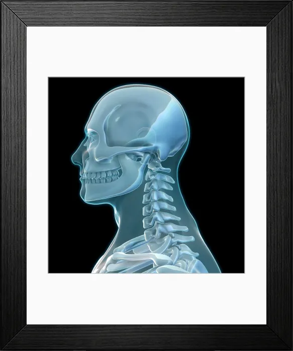 Framed Print : Human Skeleton, artwork Framed Print : Human Skeleton, artwork