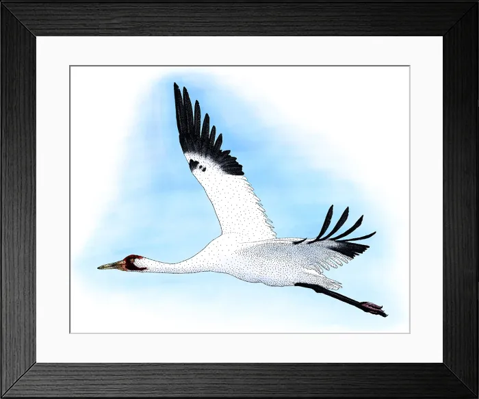 Framed Print : Whooping Crane Framed Print : Whooping Crane