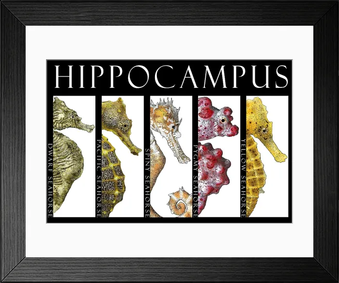 Framed Print : Seahorses and Seadragons Framed Print : Seahorses and Seadragons