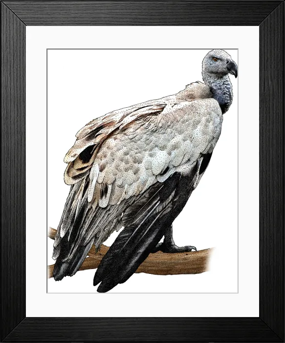 Framed Print : Griffon Vulture