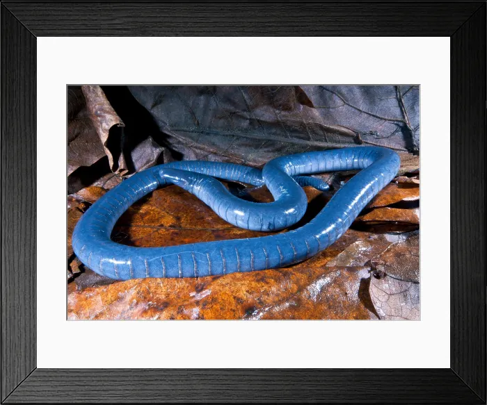 Framed Print : Amazonian Caecilian Framed Print : Amazonian Caecilian