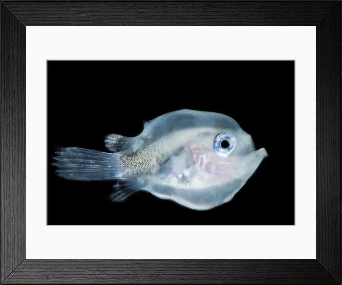 Framed Print : Larval Tripplewart Seadevil female Framed Print : Larval Tripplewart Seadevil female