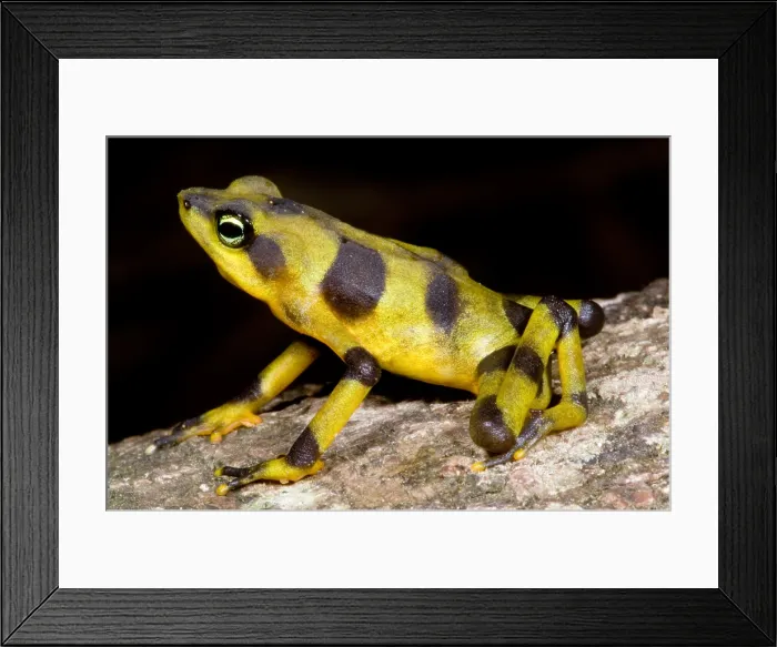 Framed Print : Harlequin Toad Framed Print : Harlequin Toad