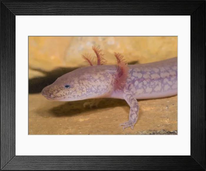 Framed Print : West Virginia Spring Salamander