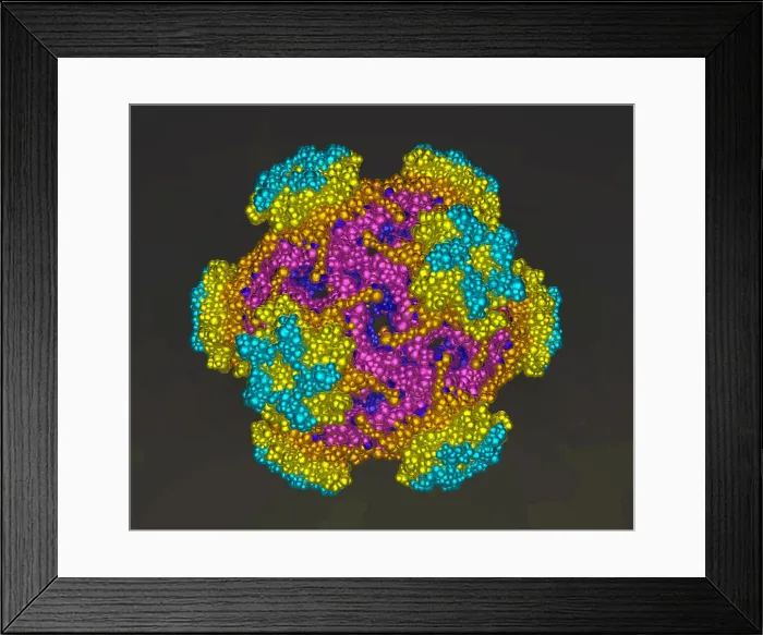 Framed Print : Type 16 HPV Framed Print : Type 16 HPV