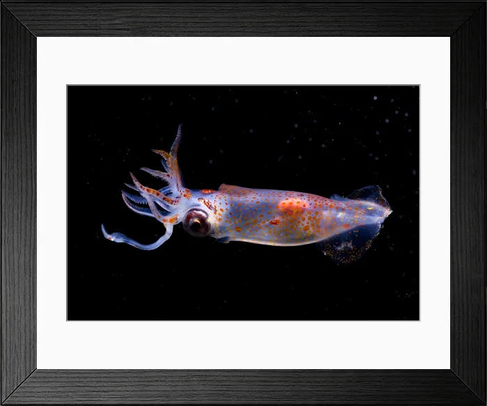 Framed Print : Clawed Armhook Squid Framed Print : Clawed Armhook Squid