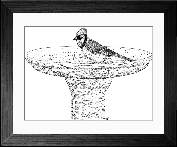 Framed Print : Blue Jay Birdbath Framed Print : Blue Jay Birdbath