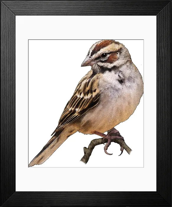Framed Print : Lark Sparrow, Illustration