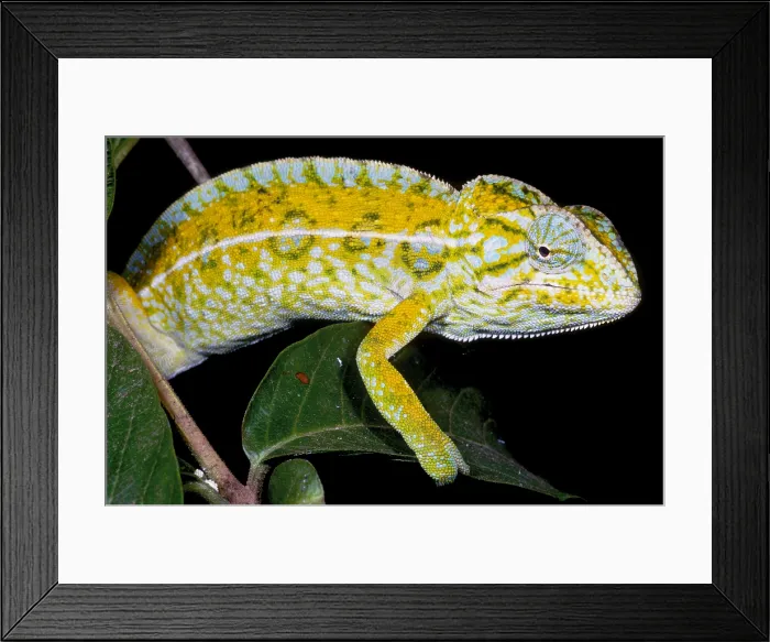 Framed Print : Carpet Chameleon Framed Print : Carpet Chameleon