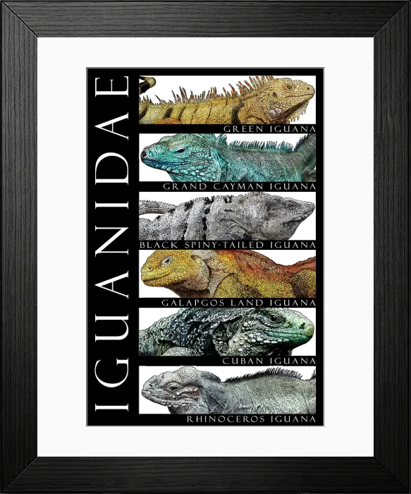 Framed Print : Iguanas, Poster Framed Print : Iguanas, Poster