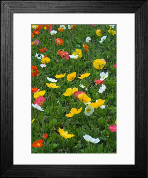 Framed Print : Iceland Poppy