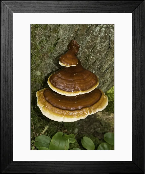 Framed Print : Hemlock varnish shelf fungus