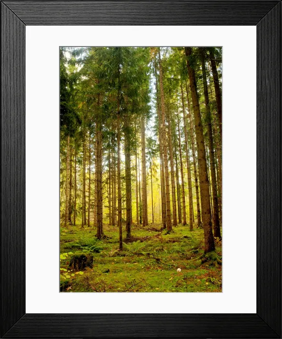 Framed Print : Grove of Trees