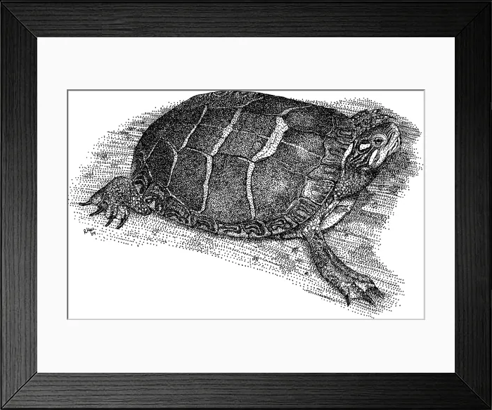 Framed Print : Eastern Painted Turtle Framed Print : Eastern Painted Turtle